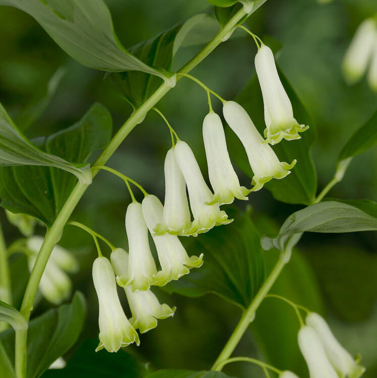 American Solomon’s Seal plant