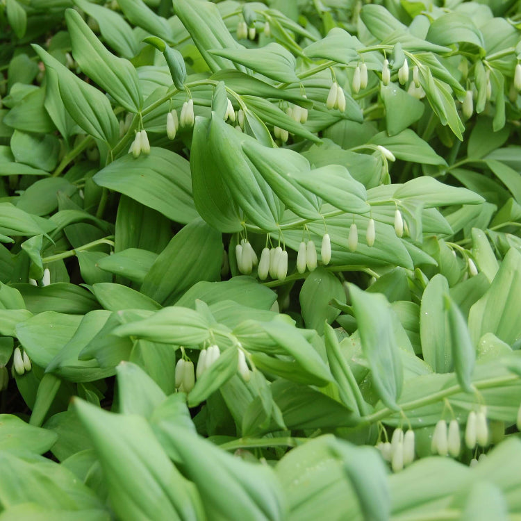 American Solomon’s Seal plant