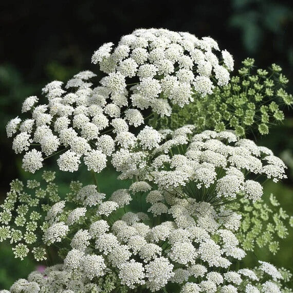 Ammi Majus plant