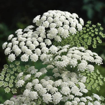 Ammi Majus plant