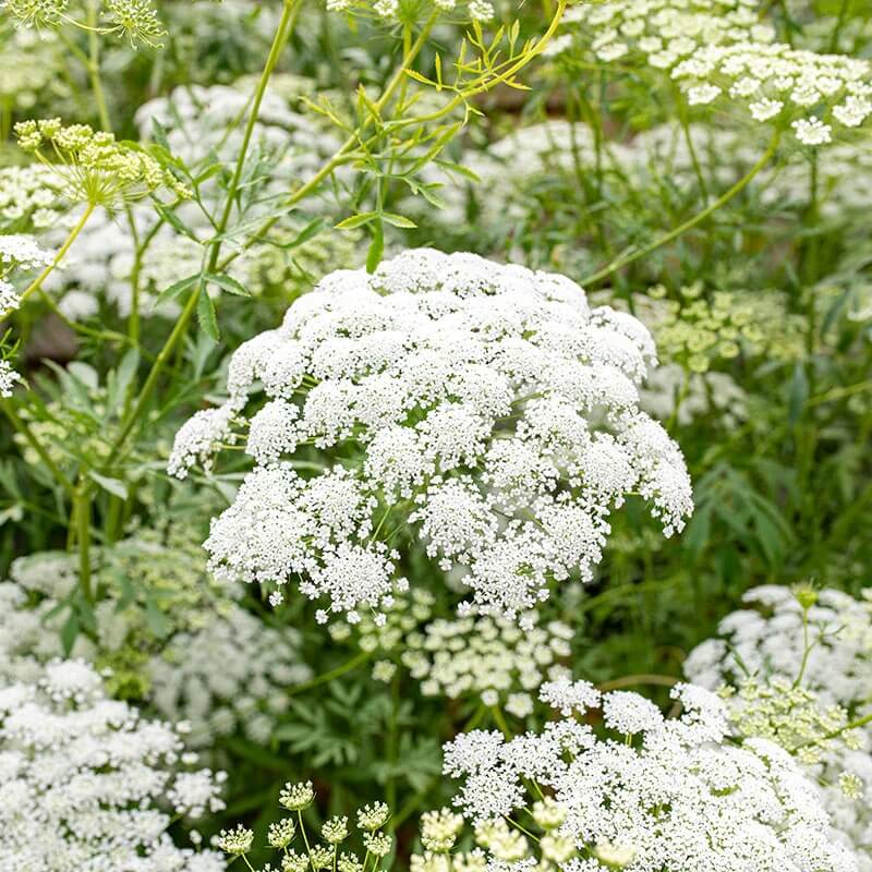 Ammi Majus plant