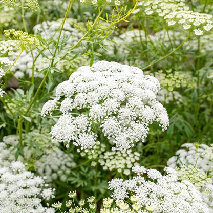 Ammi Majus plant