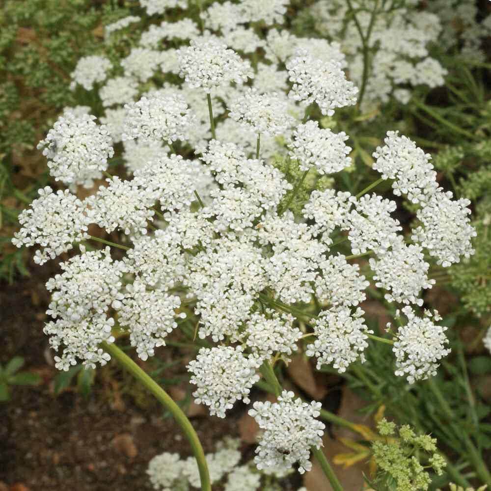 Ammi Majus plant