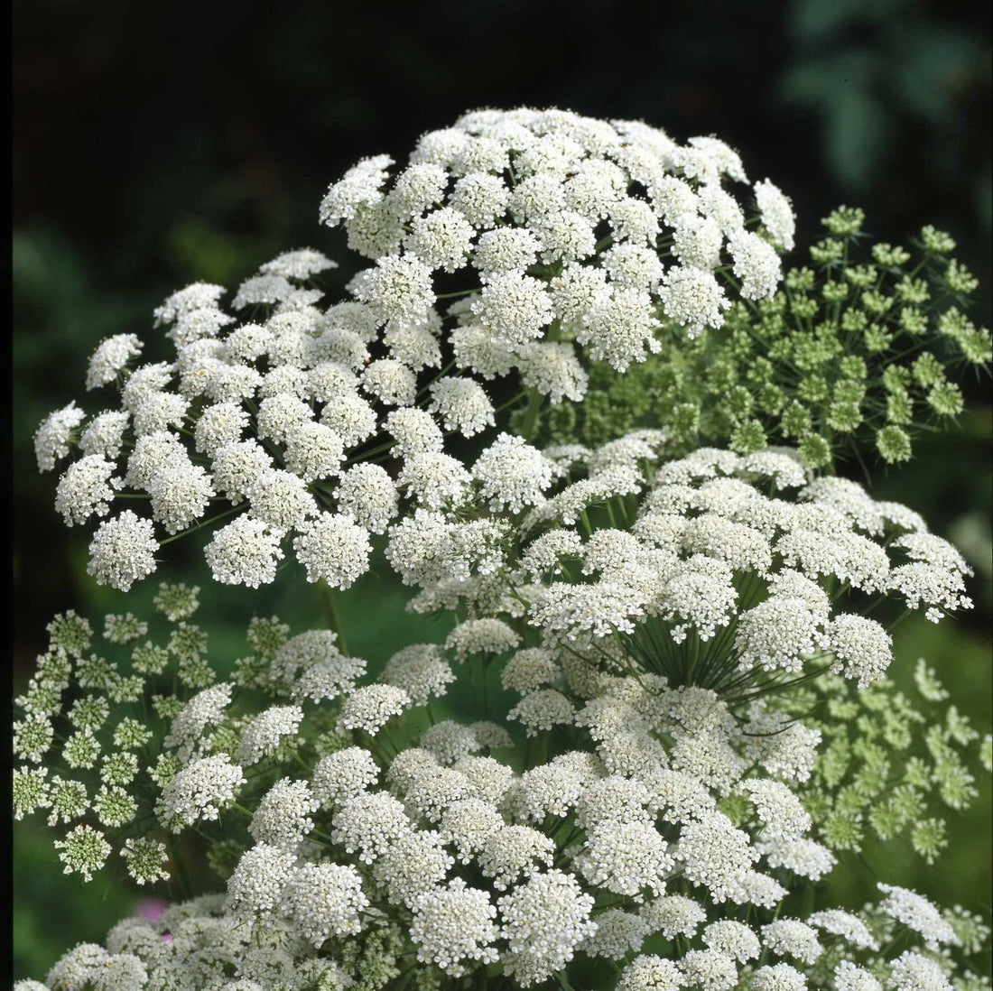 White Bishops flower seeds