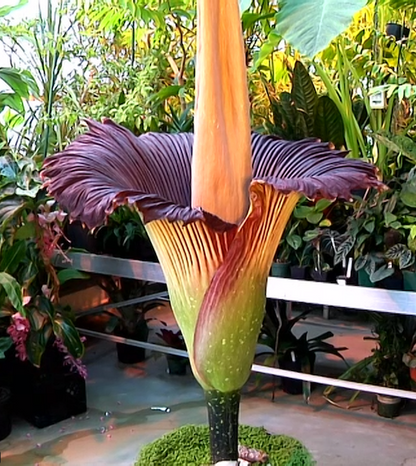 Amorphophallus titanum plant