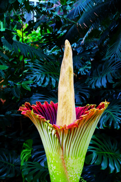 Amorphophallus titanum plant