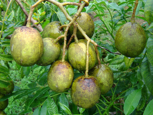 spondias fruit tree seeds