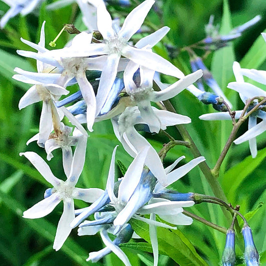 Amsonia Hubrichtii flower seeds