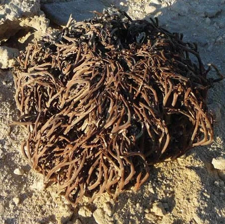 Anastatica Hierochuntica plant