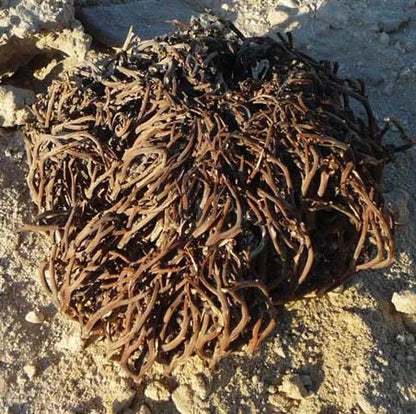 Anastatica Hierochuntica plant