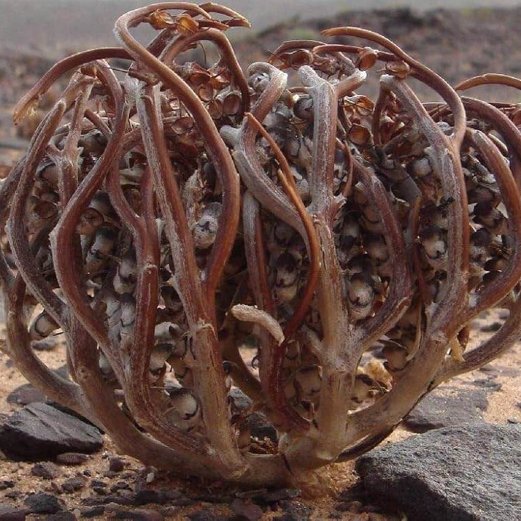 Anastatica Hierochuntica plant