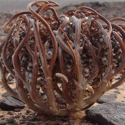 Anastatica Hierochuntica plant