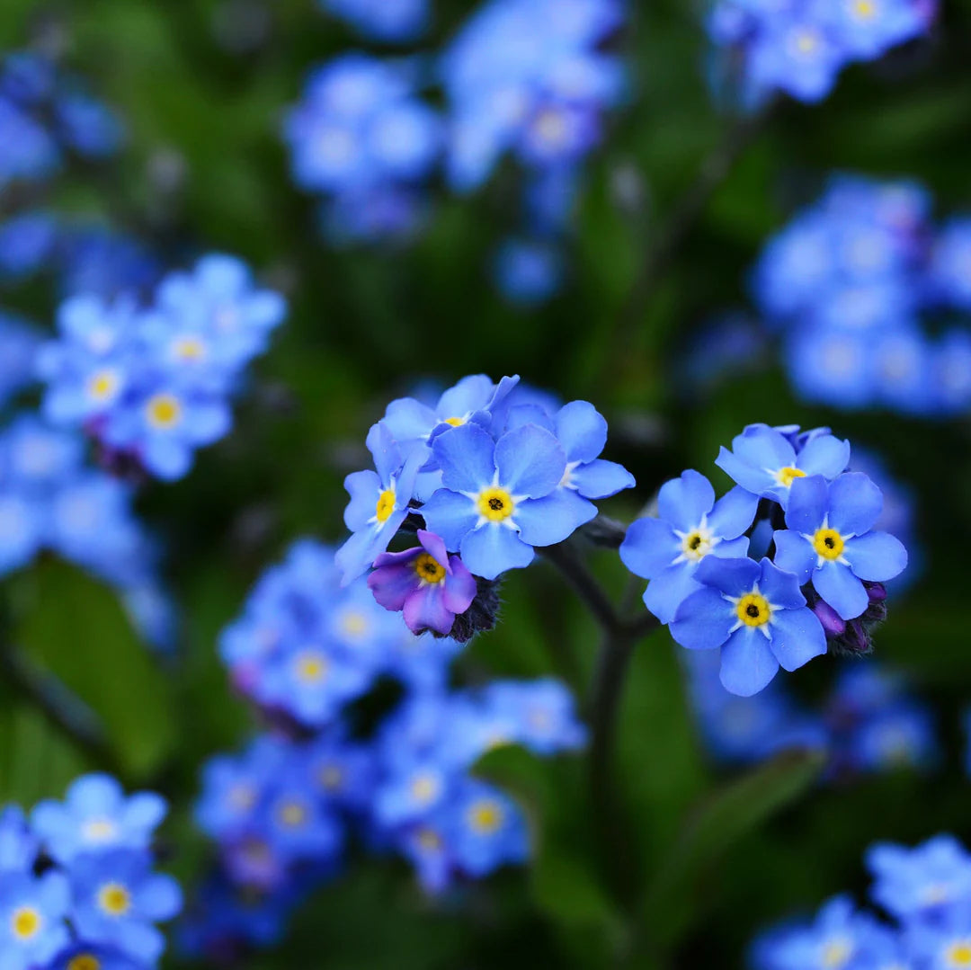 Anchusa flower seeds