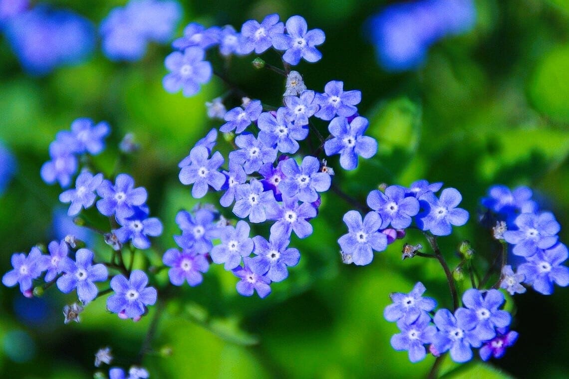 Blue Angel Anchusa plant