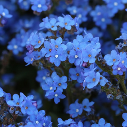 Blue Angel Anchusa plant
