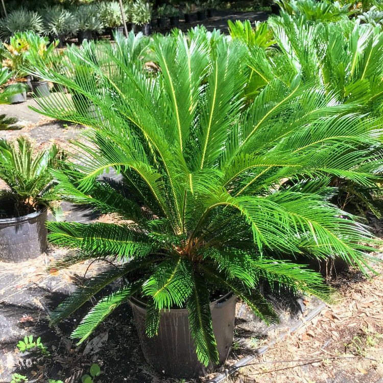 Ancient Palm plant