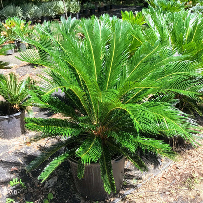 Ancient Palm plant
