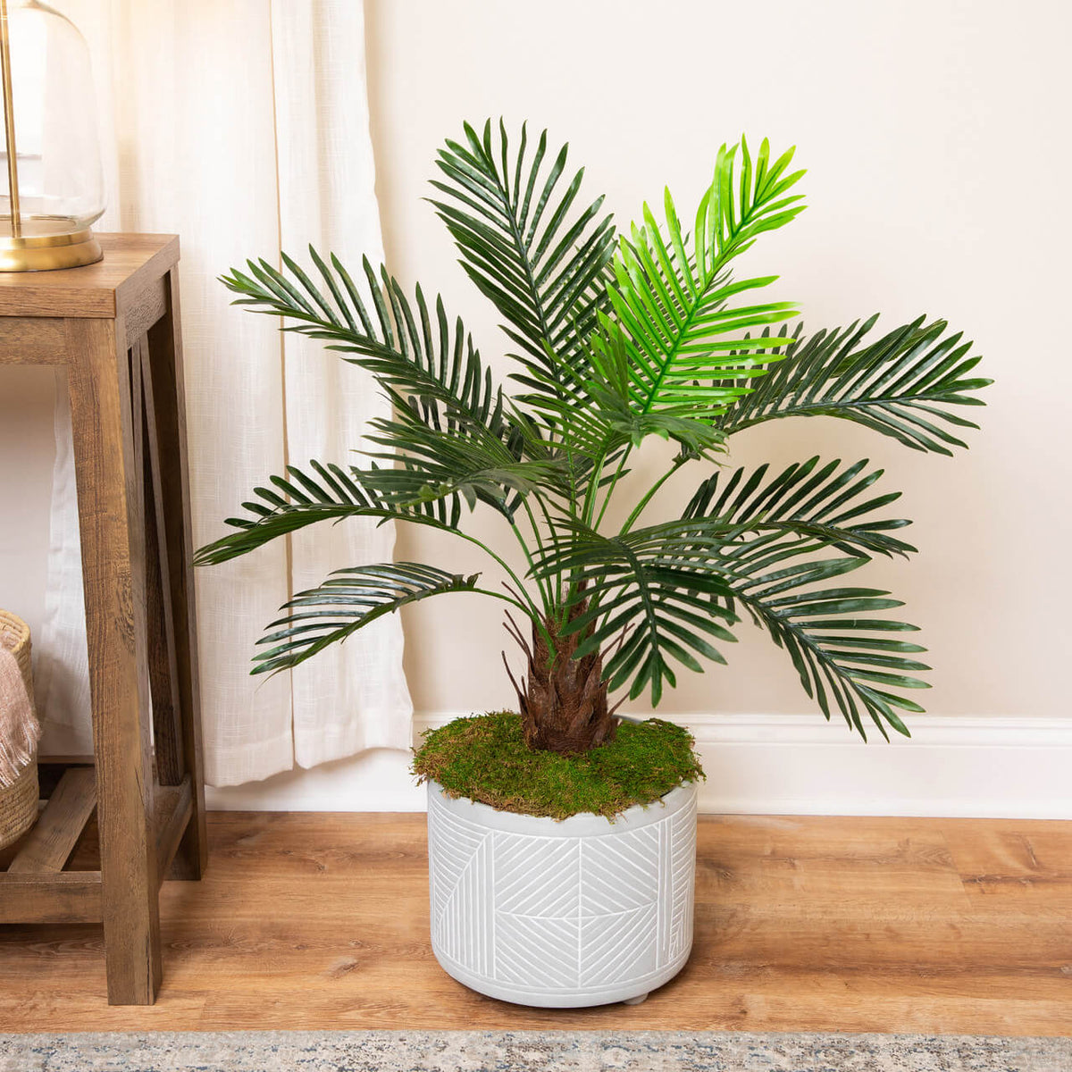 Ancient Palm plant
