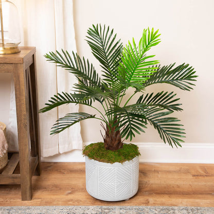 Ancient Palm plant