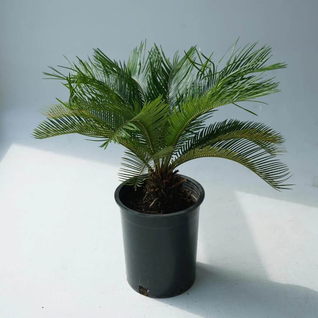 Ancient Palm plant
