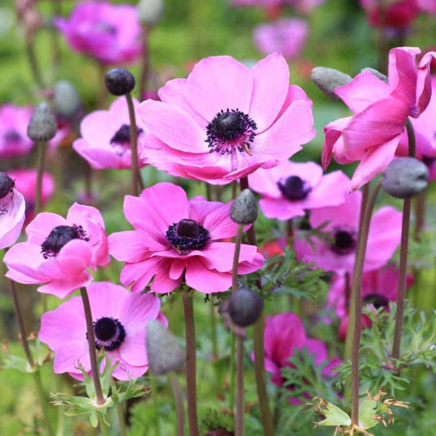 Anemone plant
