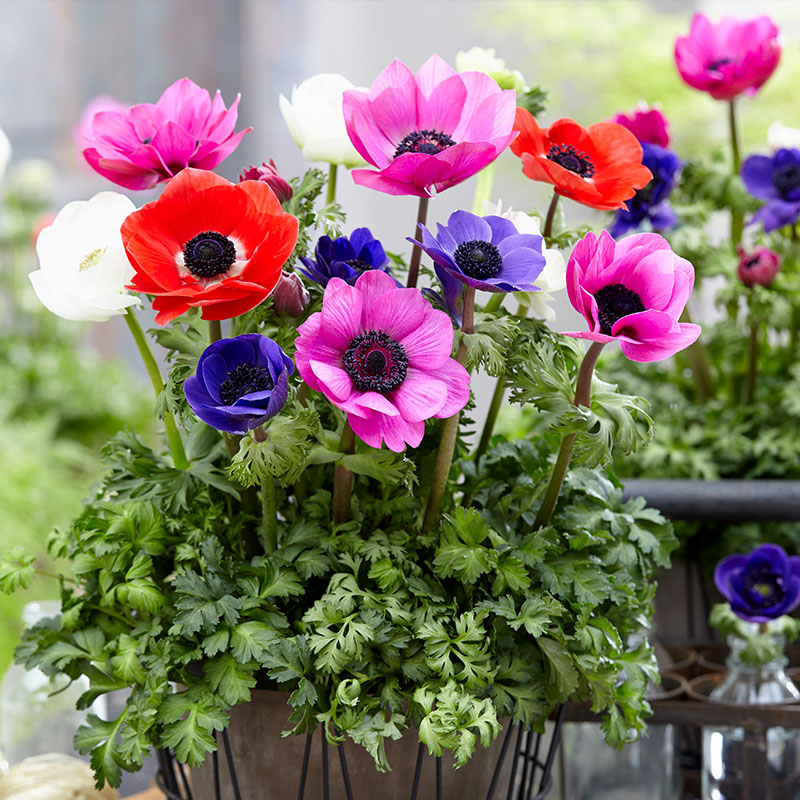 Anemone flower seeds