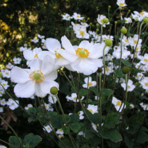 White Autumn flower seeds