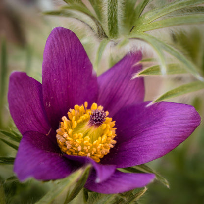 Violet Anemone flower seeds