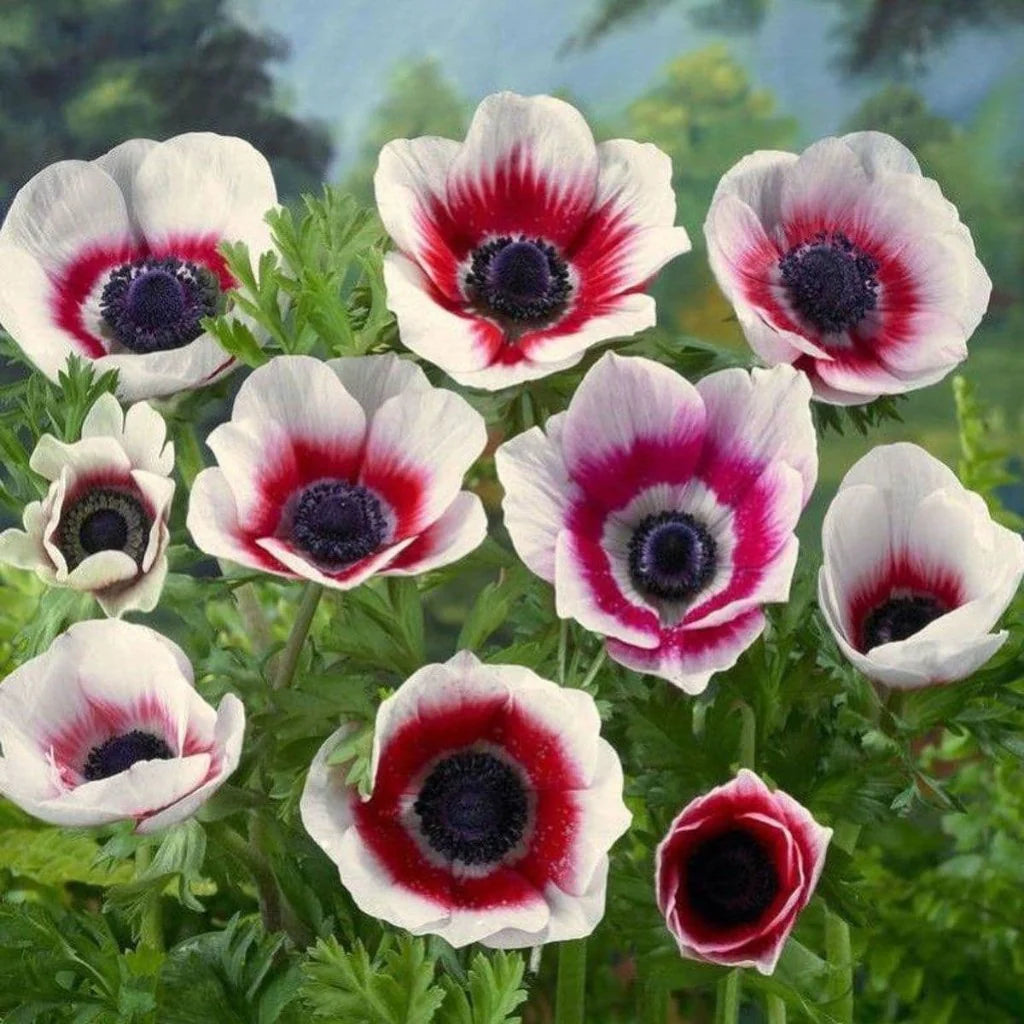 Pink White flower seeds