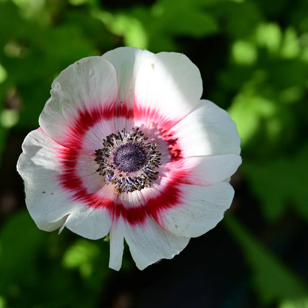 Bicolor flower seeds