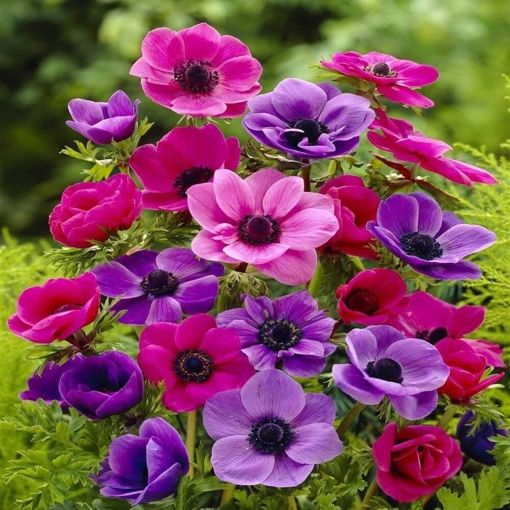 Pulsatilla Mix Anemone plant