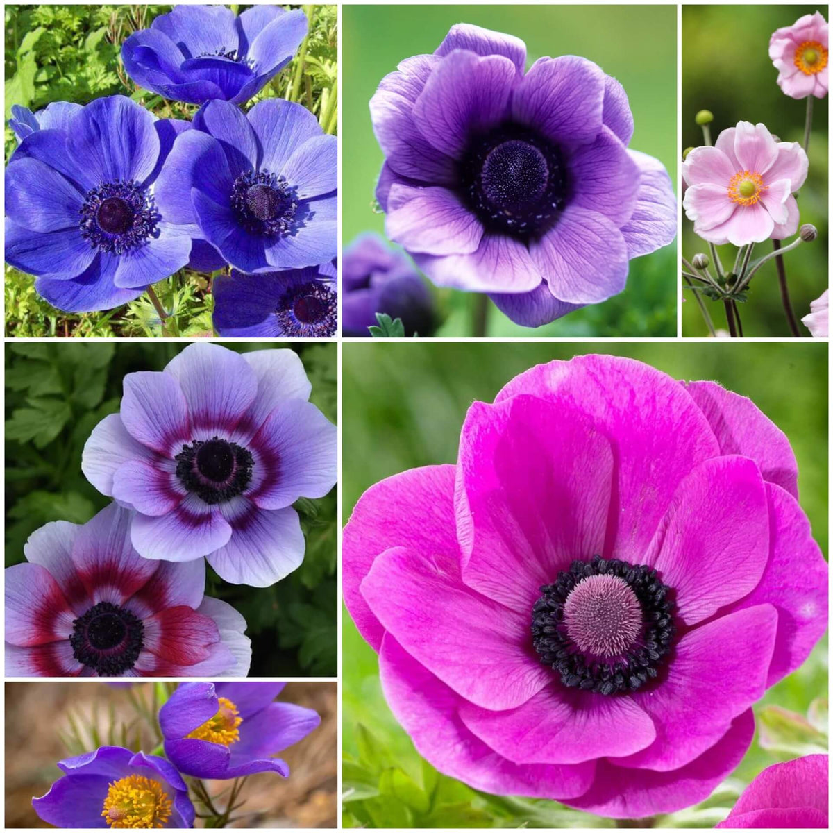 Anemone plant