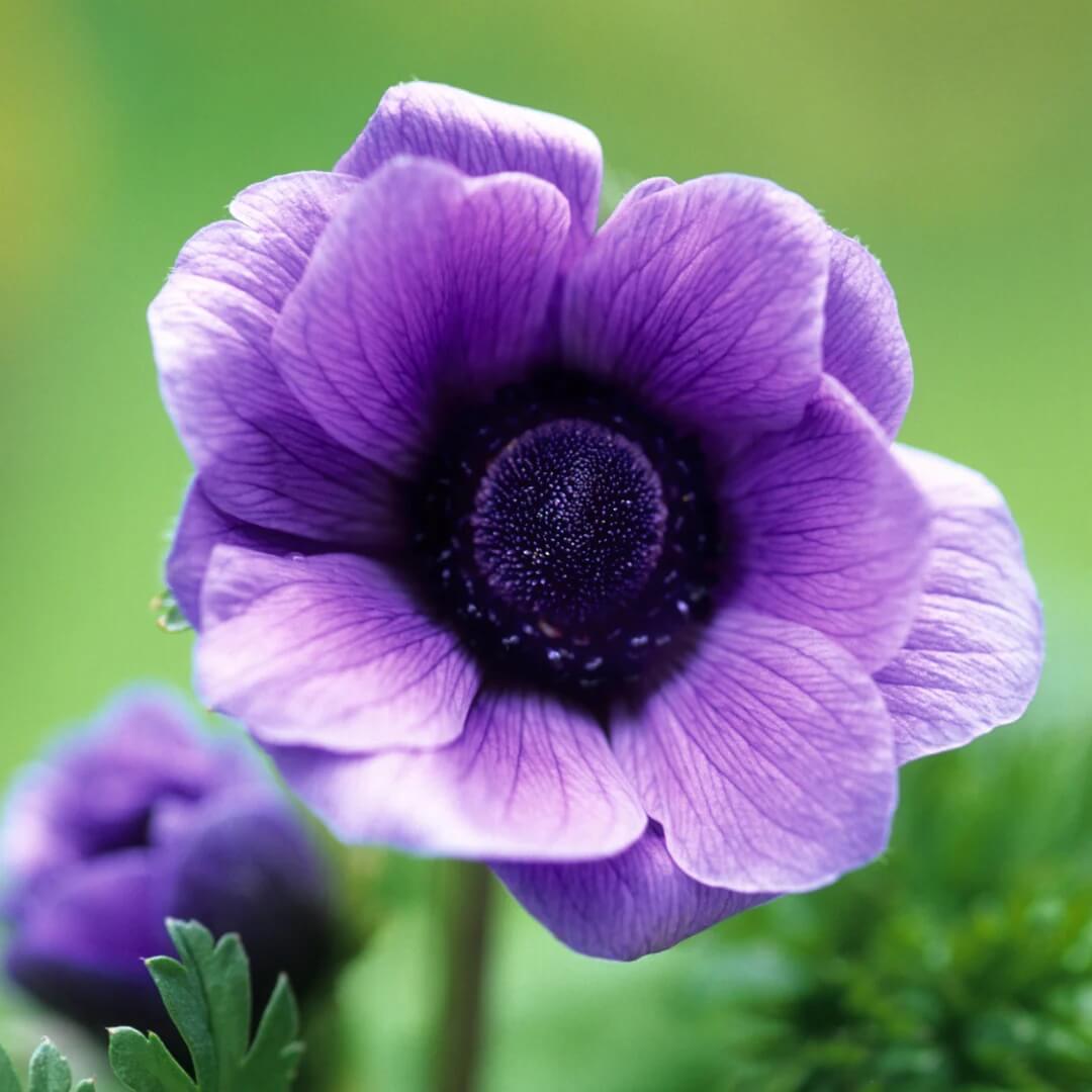 Anemone plant