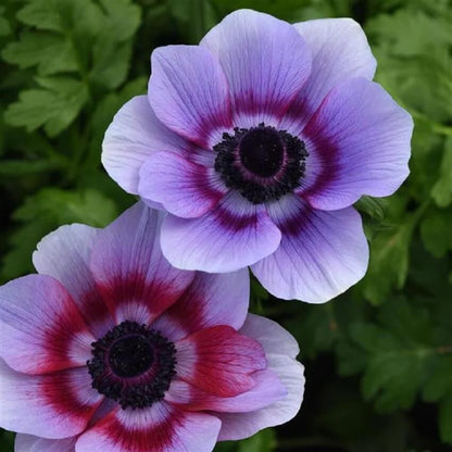 Anemone plant