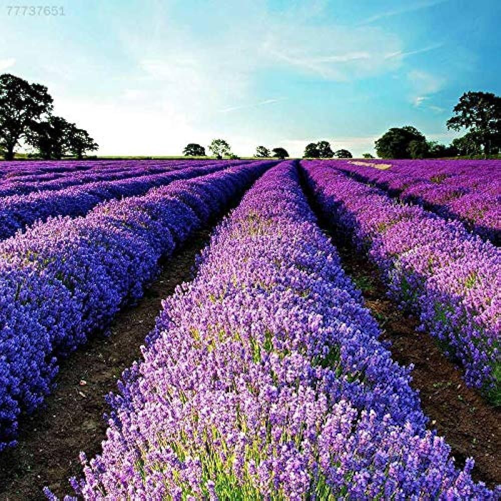 Blue Angustifolia flower seeds