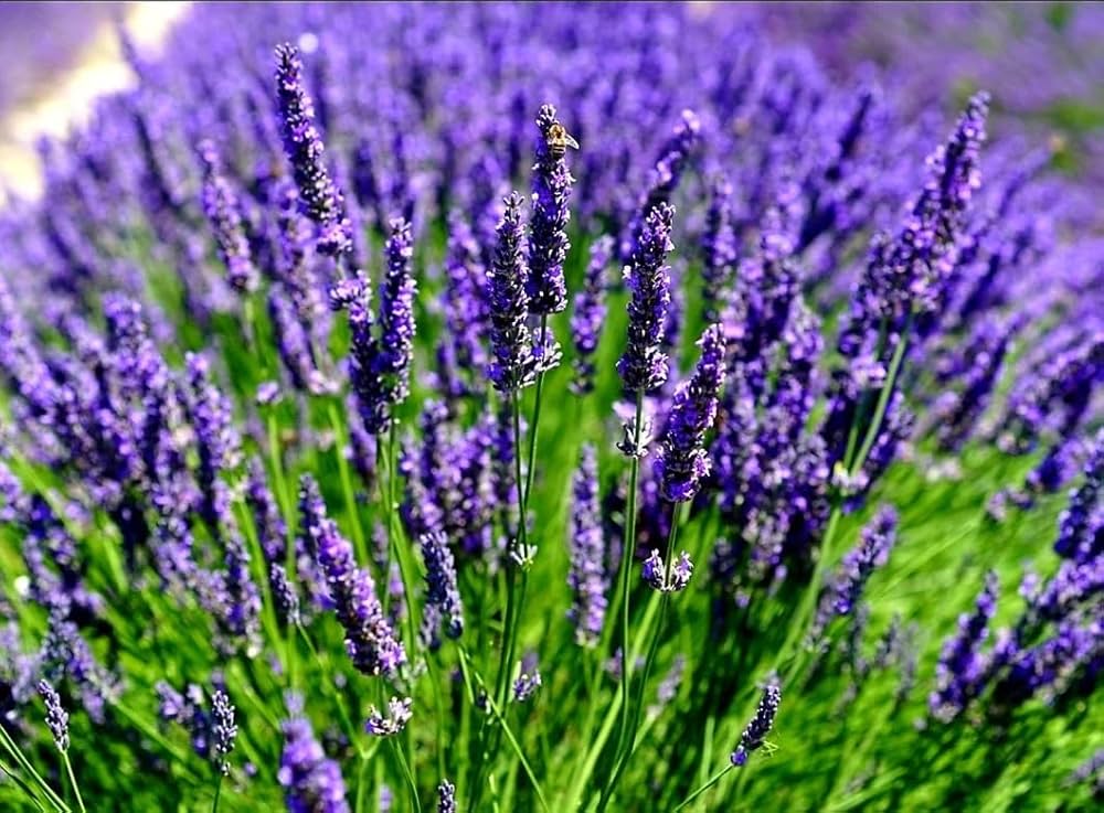 Angustifolia flower seeds