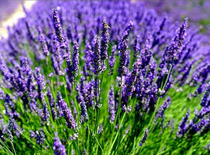 Angustifolia flower seeds