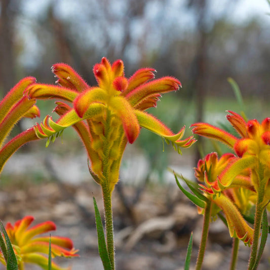 Anigozanthos Humilis flower seeds