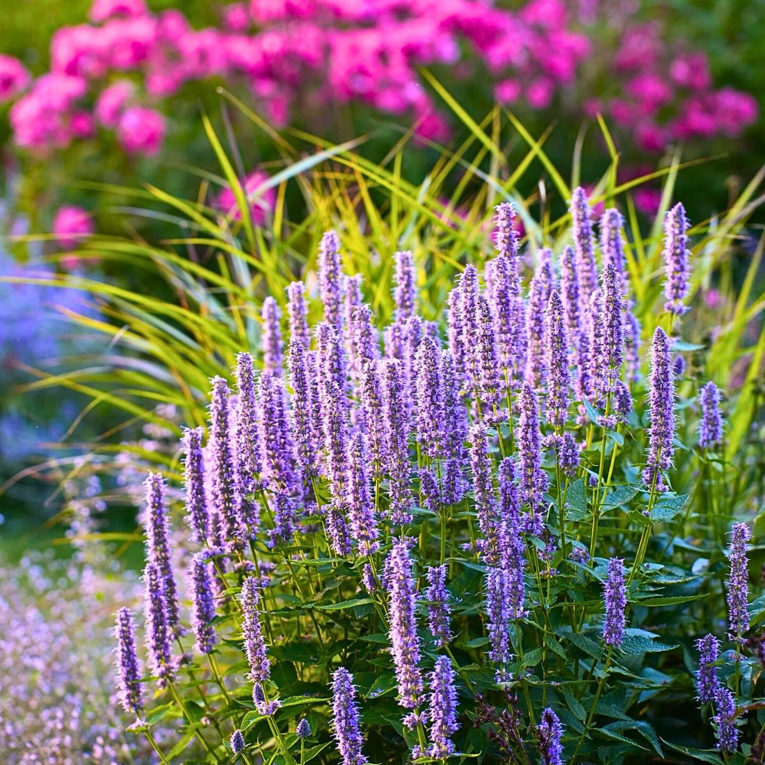 Hyssopus flower seeds