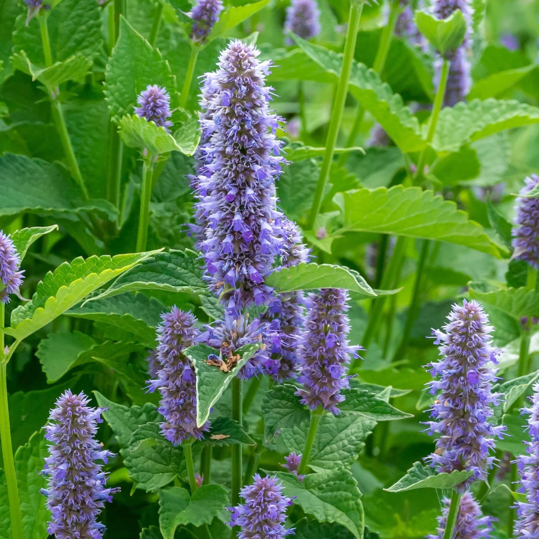 Giant Anise flower seeds