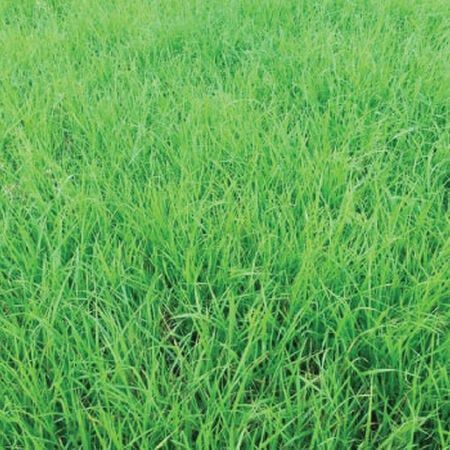 Annual Ryegrass Seeds for Planting – Green Cool-Season Grass