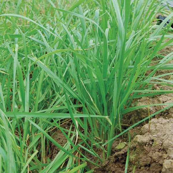 Annual Ryegrass Seeds for Planting – Green Cool-Season Grass
