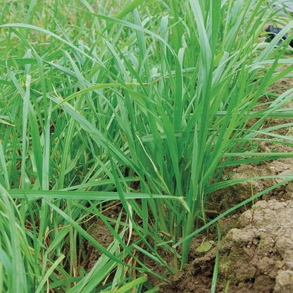 Annual Ryegrass Seeds for Planting – Green Cool-Season Grass