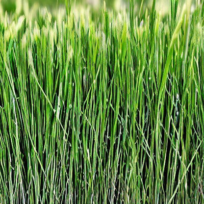 Annual Ryegrass Seeds for Planting – Green Cool-Season Grass