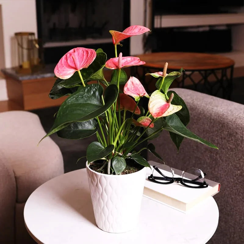 Cream Pink flower seeds