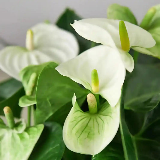 White Green flower seeds