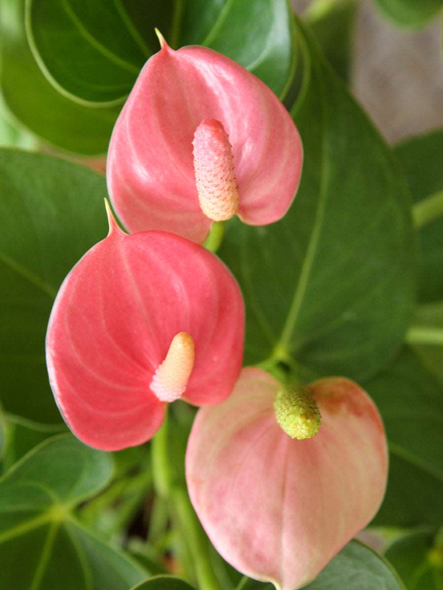 Cream Pink flower seeds