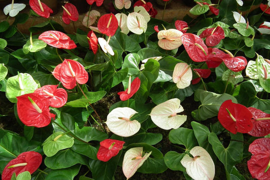 White Red flower seeds