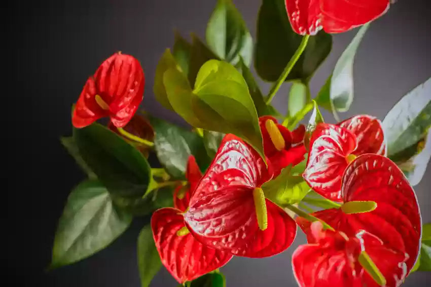Green Red flower seeds
