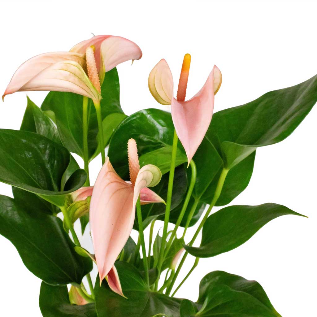 Peach Anthurium flower seeds